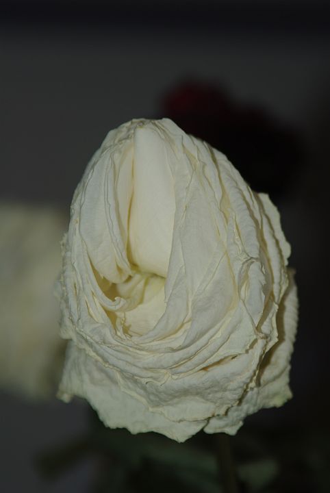 2009-02-062