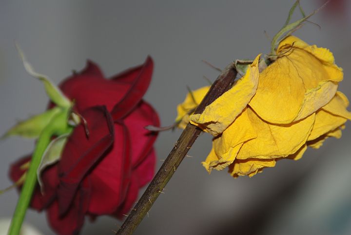 2009-02-068