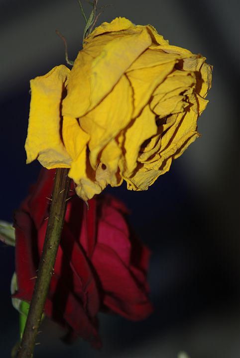 2009-02-077