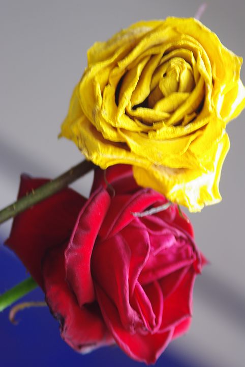 2009-02-086