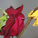 2009-02-066