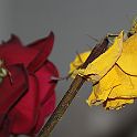 2009-02-068