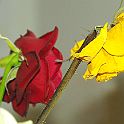 2009-02-072