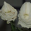 2009-02-078
