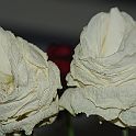 2009-02-080