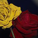 2009-02-081