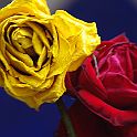2009-02-082