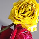 2009-02-086