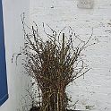 2009-03-0013