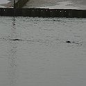 2009-03-0040