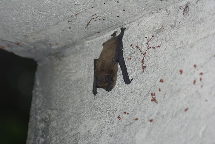 2011-06-Villa-0003