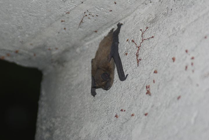 2011-06-Villa-0004